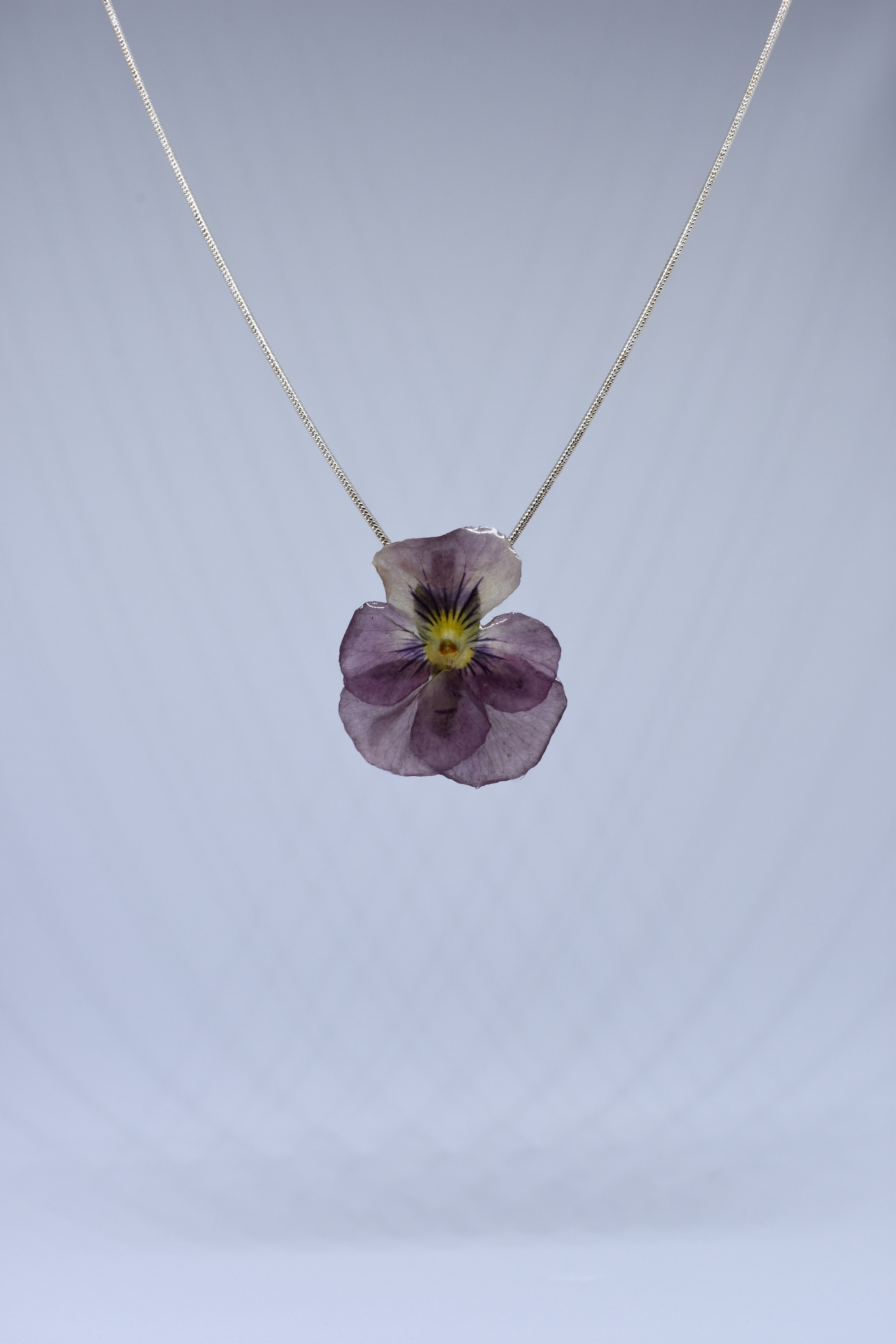 Violeta