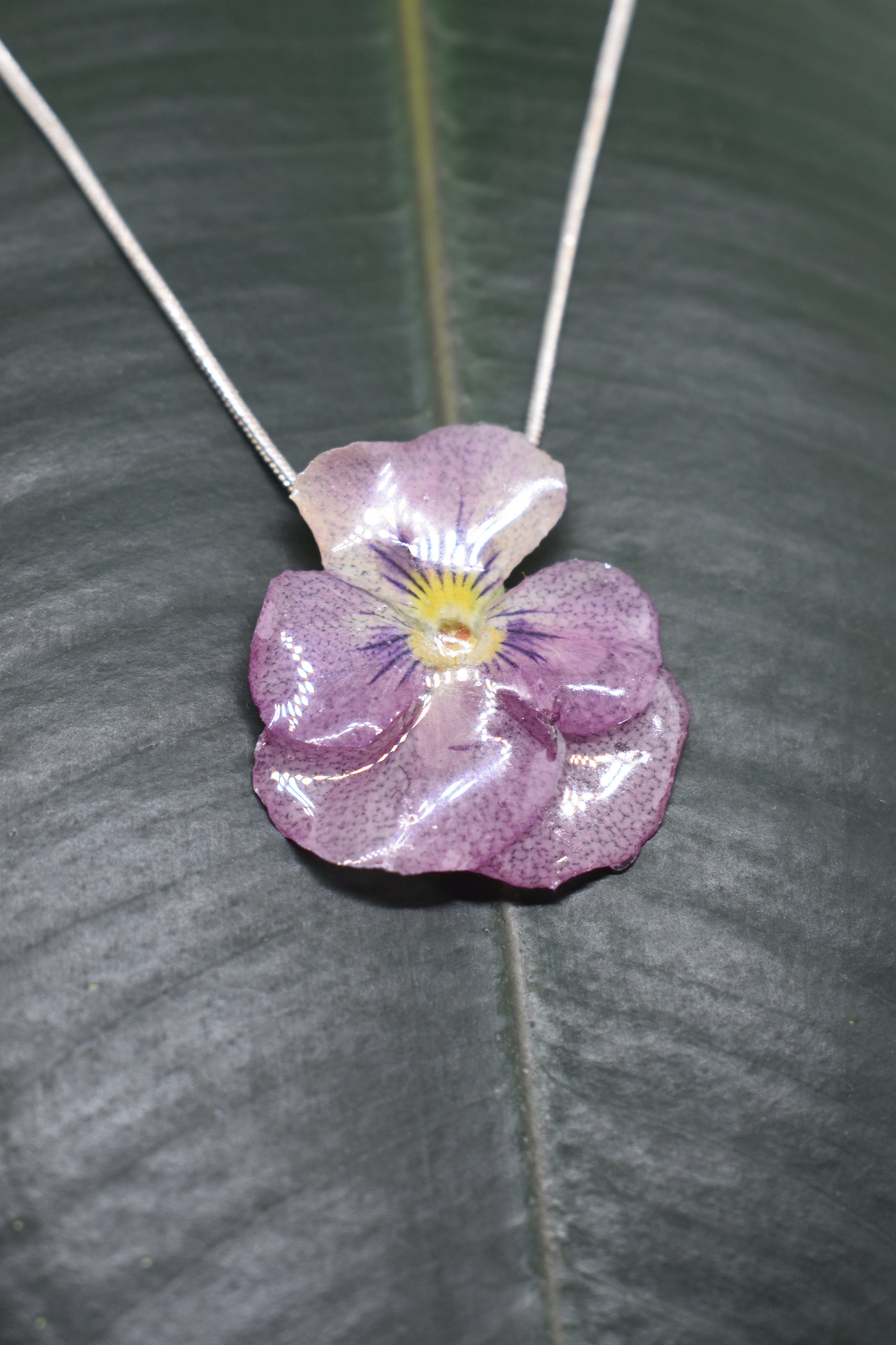 Violeta